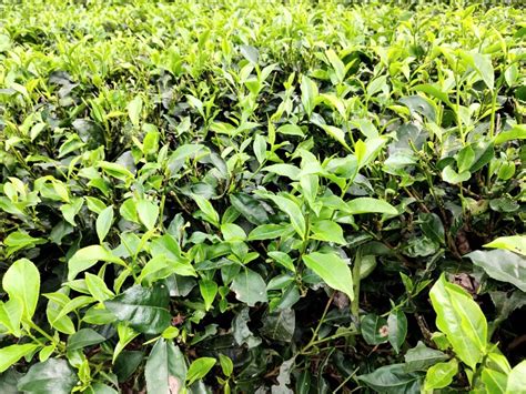  Nánnóng Ancient Tea Plantation: A Journey Through Time and Flavor!