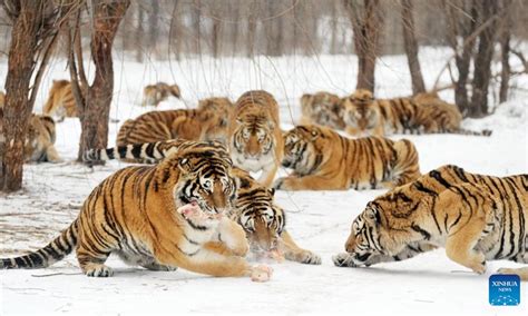 The Siberian Tiger Park: A Majestic Encounter With Endangered Giants!