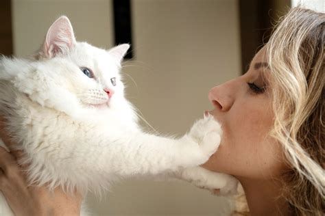 귀하의 계정을 안전하게 보호하기 위해 현재 귀하의 요청을 처리할 수 없습니다. 그러나 고양이들은 왜 항상 발로 얼굴을 만질까요?