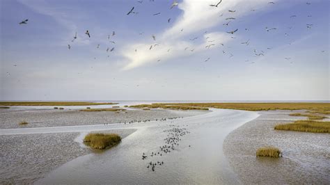 Yellow River Estuary Wetlands Marvelous Birdwatching and Untouched Nature!